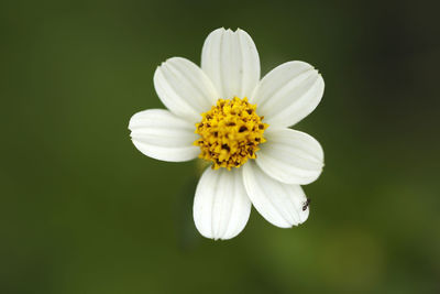 Close-up of white flower