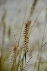 Close-up of plant