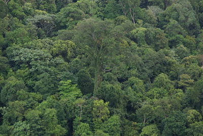 High angle view of trees in forest