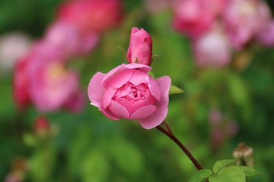 Close-up of pink flowers