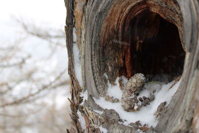 Close-up of tree trunk during winter