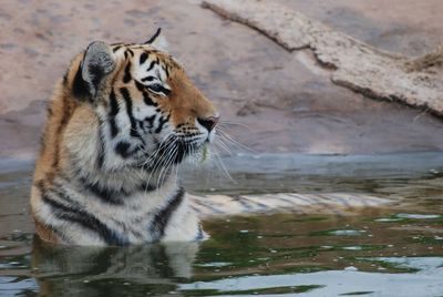 Close-up of tiger in water