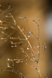 Close-up of water drops on spider web