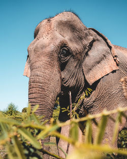 Big beautiful asian elephent in tall green grass in front