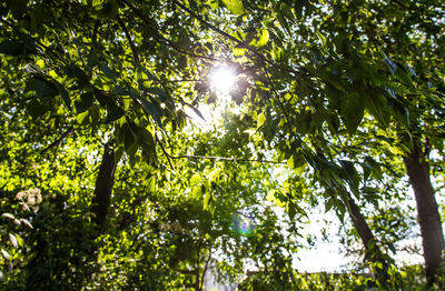 Low angle view of trees against sky