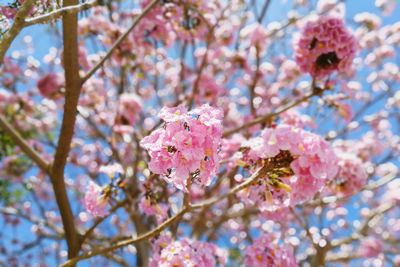 Close-up of pink flowers on tree