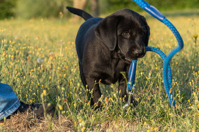 Portrait of a black labrador puppy playing with a dog lead