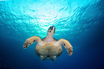 Turtle swimming in sea