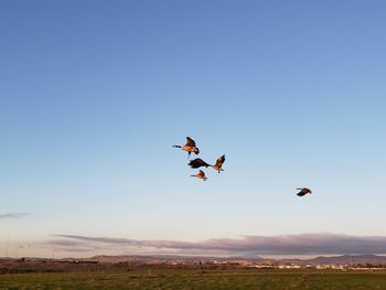 Birds flying in the sky