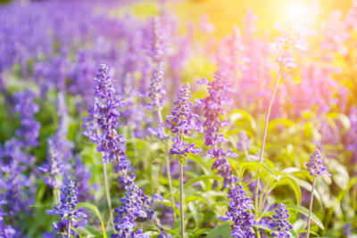 Close-up of purple flowering plants on field