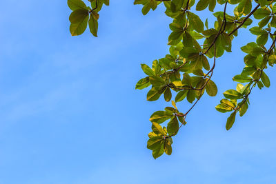 Low angle view of tree against blue sky