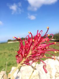 Close-up of red flower against sky