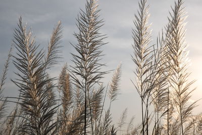 Low angle view of stalks in field against sky