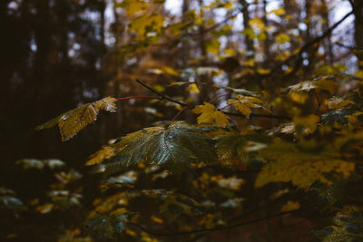 Close-up of autumnal leaves on tree