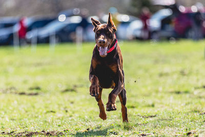 Dog running straight on camera and chasing coursing lure on green field