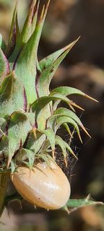 Close-up of succulent plant