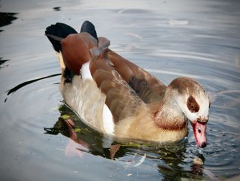 View of duck swimming in lake