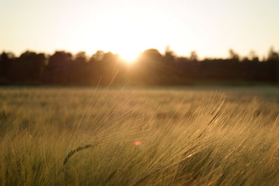 Close-up of wheat field against sky at sunset