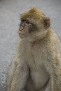 Barbary macaque of gibraltar sitting on street