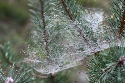 Close-up of frozen spider web