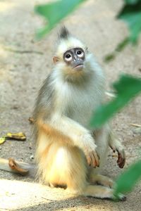 Portrait of surilii sitting outdoors