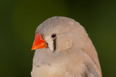 Close-up of a bird