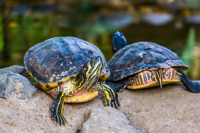 Close-up of turtle on rock