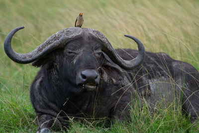 Portrait of elephant in a field