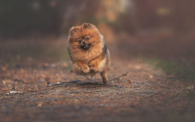 Portrait of a dog on field