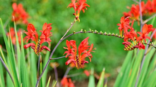 Close-up of red flowering plant