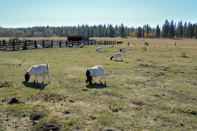 View of sheep grazing in field