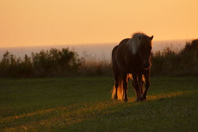 Horse standing in field during sunset