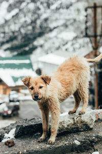 Portrait of dog standing on rock