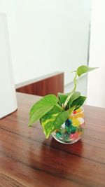 Close-up of potted plant on table