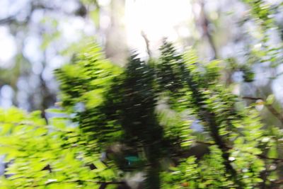 Close-up of tree trunk in forest