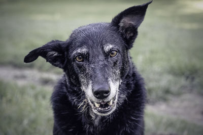 Close-up portrait of a dog