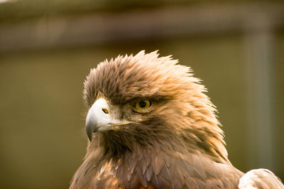 Close-up of eagle against blurred background