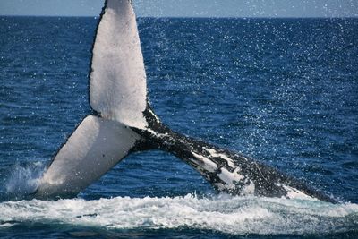 View of whale in sea