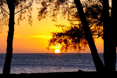 Silhouette trees on beach against sky during sunset