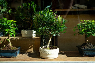 Potted plants in yard