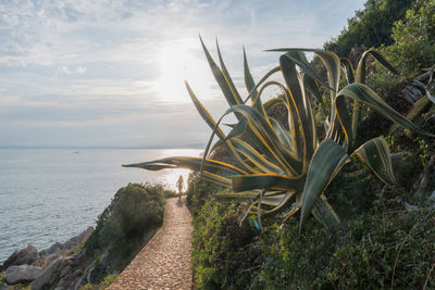 Plants on shore at beach against sky