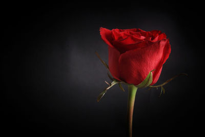 Close-up of red rose against black background