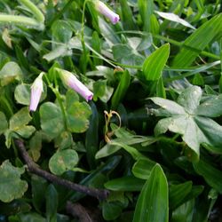 Close-up of plant