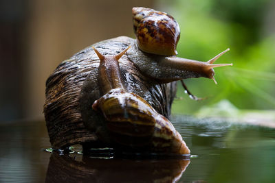 Close-up of snail