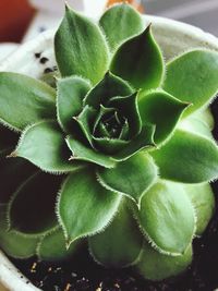 Close-up of succulent plant