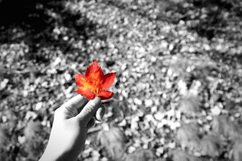 red, flower, person, petal, fragility, holding, flower head, part of, close-up, single flower, freshness, nature, unrecognizable person, lifestyles, focus on foreground, beauty in nature, outdoors