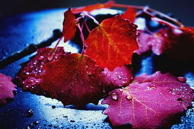 Close-up of wet leaf during autumn