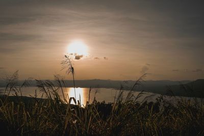 Plants growing on land against sky during sunset