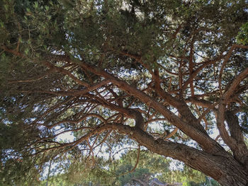 Low angle view of trees against sky