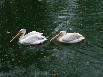 High angle view of ducks swimming on lake